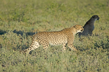 Cheetah in tall green grass, Etosha © Bryony