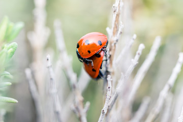 Marienkäfer bei der Paarung. Fortpflanzung von Insekten im heimischen Garten
