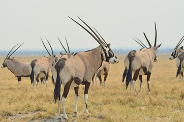 Herd of oryx (gemsbok), Etosha
