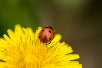 Marienkäfer klettert auf einer gelben Blüte Löwenzahn