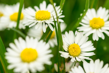 Obraz premium Gänseblümchen verstecken sich Gras