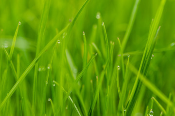 Gräser mit Tautropfen