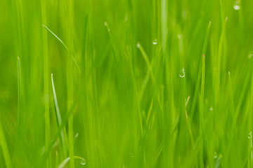 Unscharfer Hintergrund im Rasen