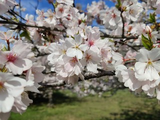 cherry blossom flowers