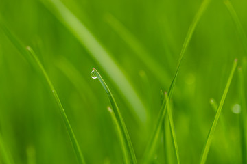 Nahaufnahme Grashalme im Garten Rasen 