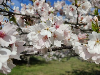cherry blossom flowers