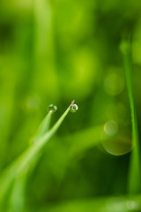 Wasserperle hängt an einem Grashalm. Regen im Gras