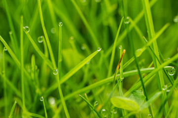 Makro Rasen im Garten