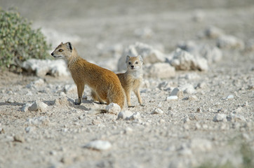 Yellow mongoose on white ground, Etosha