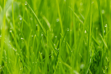 Frischer Rasen mit vielen kleinen Tautropfen
