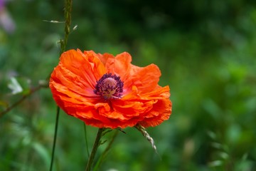 Beautiful red poppy plant in the forest or garden in nature. Slovakia