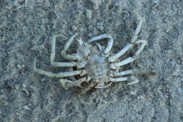 Crab