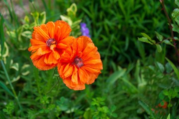 Beautiful red poppy plant in the forest or garden in nature. Slovakia