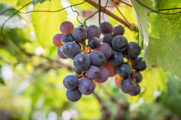 Fresh grapes on the tree