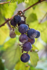 Fresh grapes on the tree