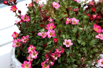 Obraz premium Blumen