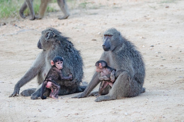 Two chacma baboon sit in road, each with baby, Kruger