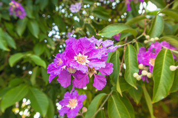 Queens crape myrtle flowers or Queen's flower, Lagerstroemia inermis Pers on white background