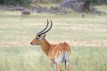 Side view of red lechwe, northern Namibia, Africa