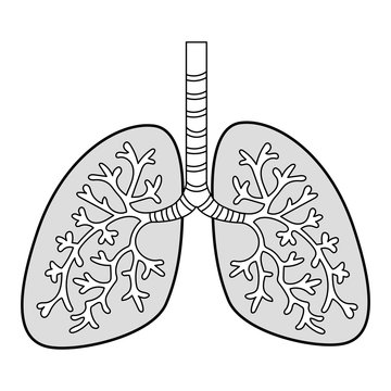 肺の図表（白黒）