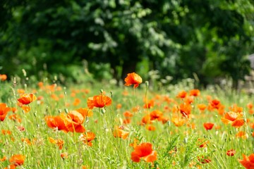 Beautiful red poppy plant in the forest or garden in nature. Slovakia