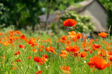 Beautiful red poppy plant in the forest or garden in nature. Slovakia