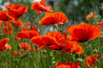 Beautiful red poppy plant in the forest or garden in nature. Slovakia