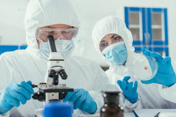 biochemist looking through microscope while colleague holding petri dish