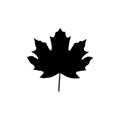 Maple leaf icon vector template design trendy