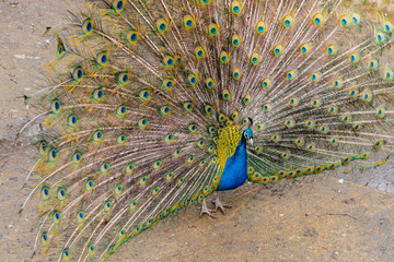 Peacock with tail and feathers.