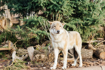 Fototapeta na wymiar Gray wolf in the zoo, wild animal