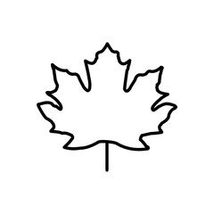 Maple leaf icon vector template design trendy