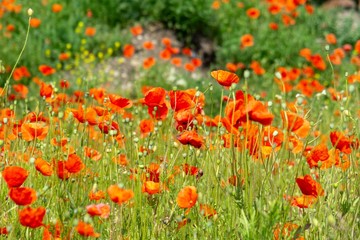 Beautiful red poppy plant in the forest or garden in nature. Slovakia