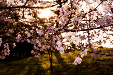 Fototapeta premium 桜