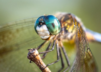 Blue Dasher close up along the nature trail in Pearland! © Lawrence Jefferson