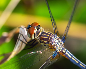 Blue Dasher up close along the nature trail in Pearland!