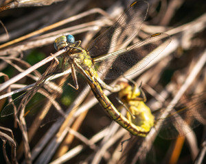 Sulphur-tipped Clubtail along the nature trail in Pearland!