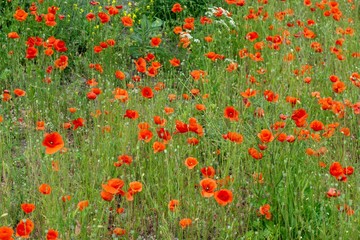 Beautiful red poppy plant in the forest or garden in nature. Slovakia