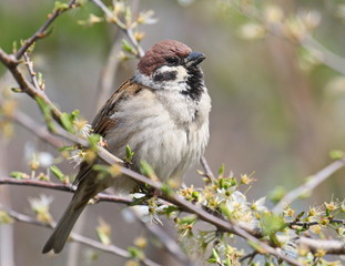 Tree sparrow on branch in spring, passer montanus