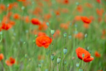Fototapeta premium Beautiful red poppy plant in the forest or garden in nature. Slovakia
