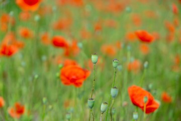 Beautiful red poppy plant in the forest or garden in nature. Slovakia