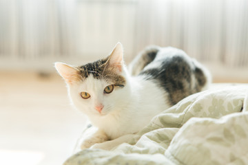 White striped cat lies on a sofa, cute cat
