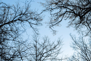 Spring and autumn leafless trees on a blue sky background. Seasonal dramatic concept. Structure and texture abstract shot. Look up beautiful view.