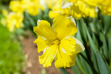 Obraz premium Open faced daffodil variety in the springtime garden.