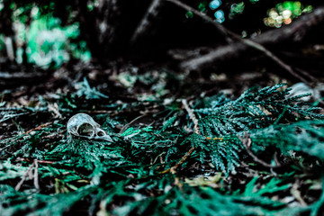 Bird Skull on Pine Branches