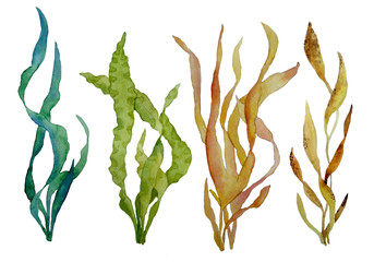 watercolor hand drawn illustration set with green and brown water seaweed algae marine environment for cosmetics super food labels design packaging kelp laminaria spirulina healthy organic eating - obrazy, fototapety, plakaty