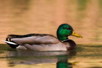 Fototapeta premium duck in water