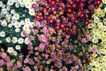 beautiful purple, red, white and yellow daisies