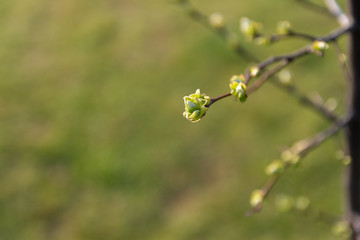 Springtime. Quince branches with green buds. Gentle evening lighting. Background green tones.