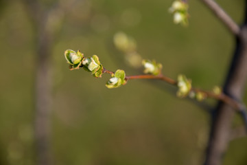 Springtime. Quince branches with green buds. Gentle evening lighting. Background green tones.
